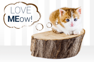 adopta o pisica sau doua