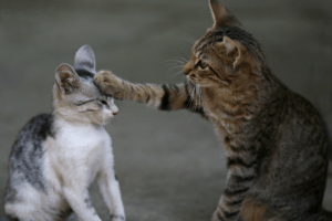 iau a doua pisica in casa