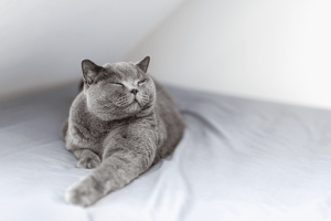 Pisica British Shorthair