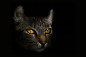 pisica pe timpul faraonilor