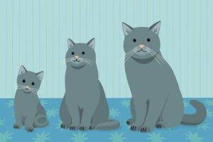 Cati ani traiesc pisicile?