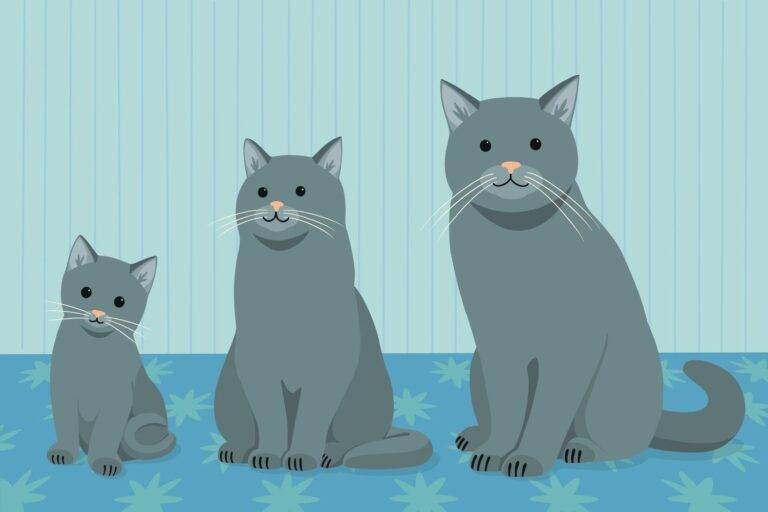 Cati ani traiesc pisicile?