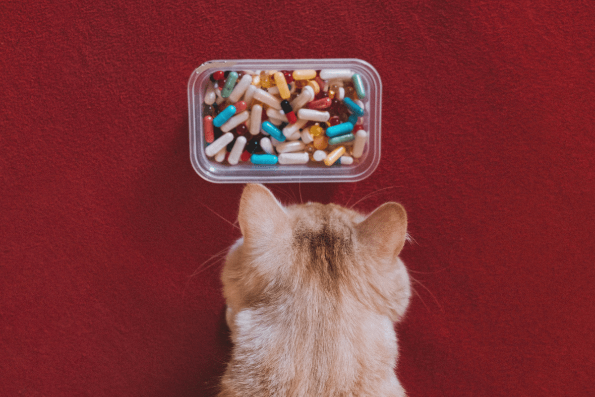 Alimentația Pisicilor - Vitamine pentru Pisici