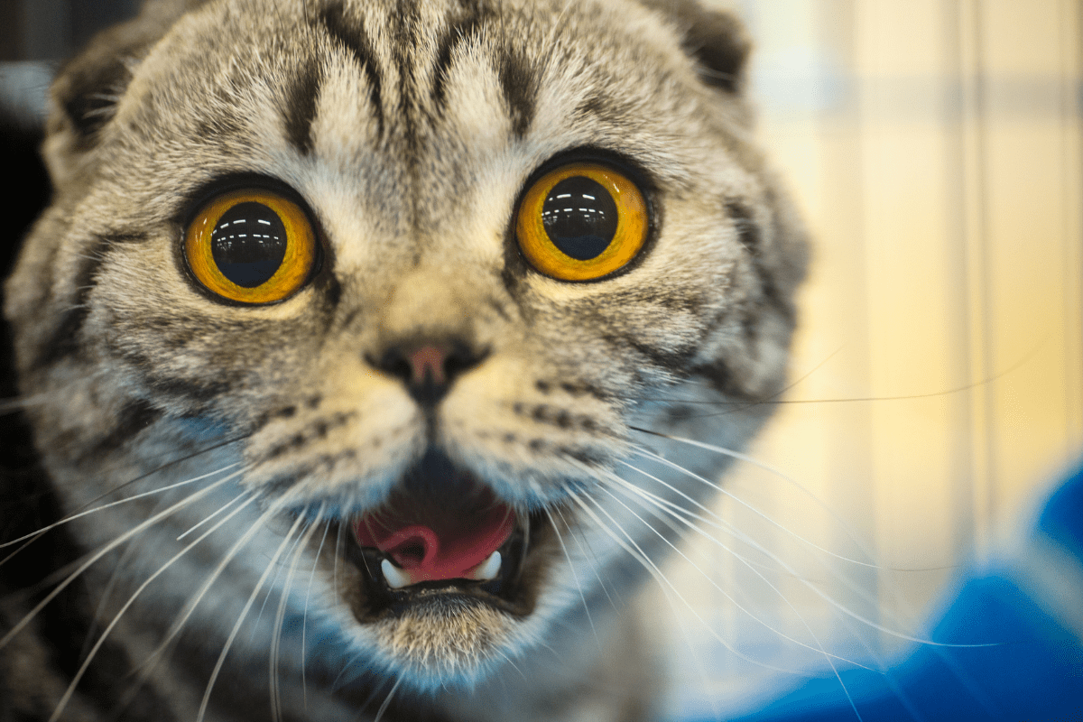 Alimentația Pisicilor