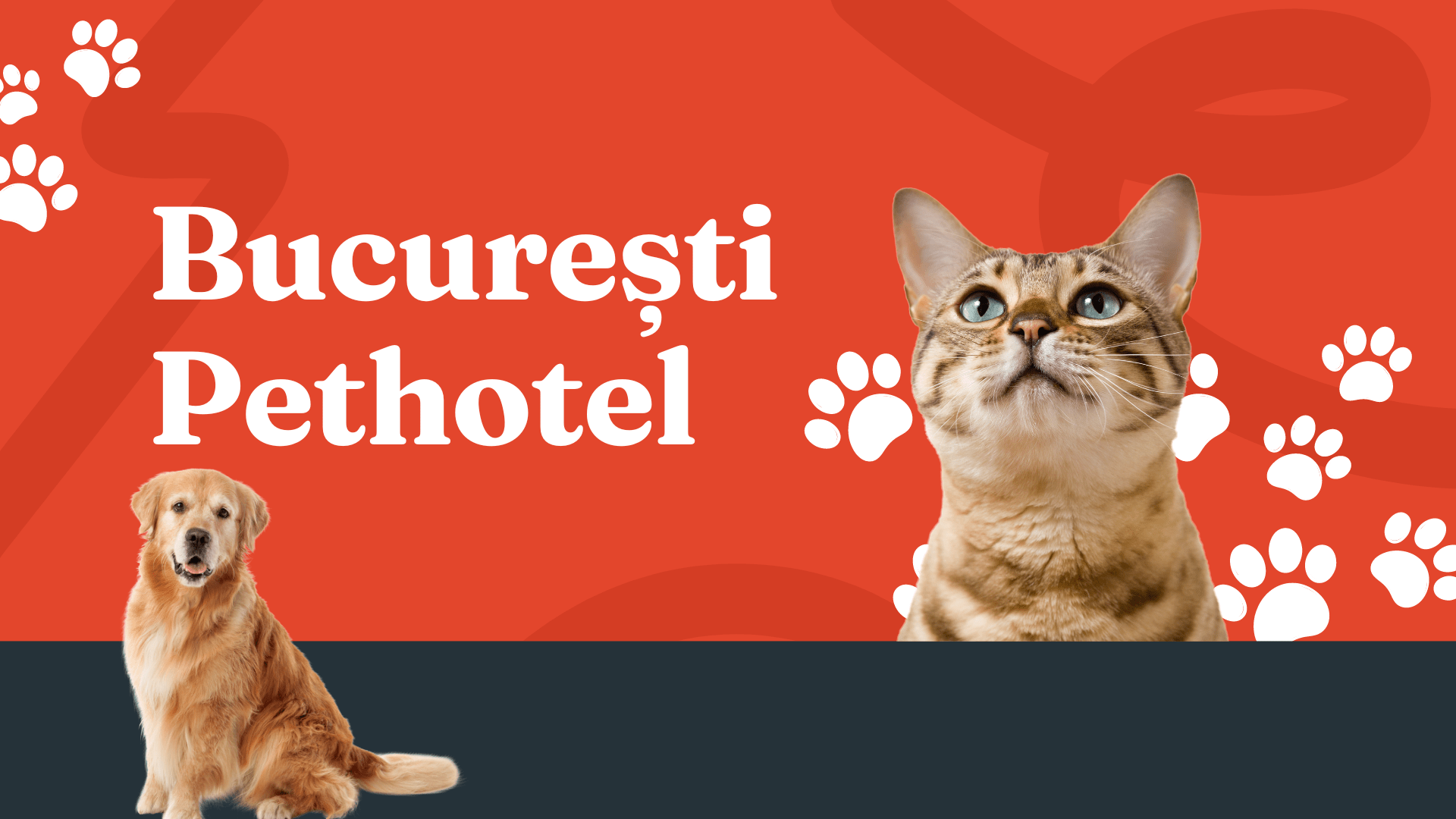 bucuresti pethotel pisici