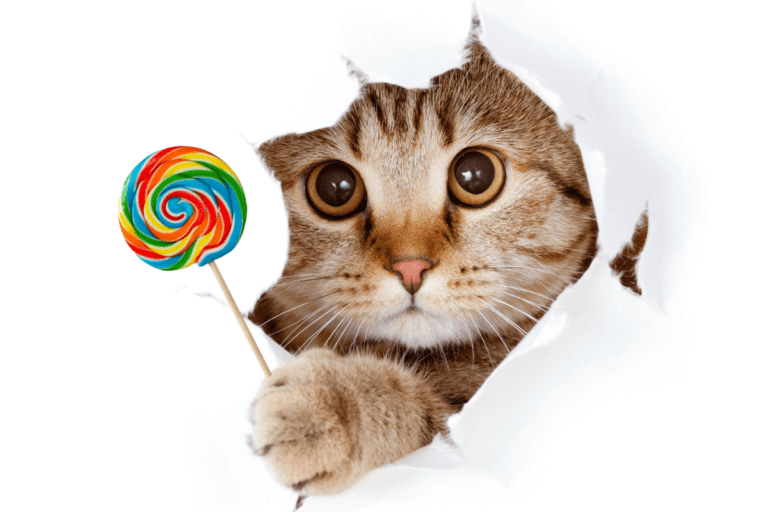 De ce nu simt pisicile gustul dulce?