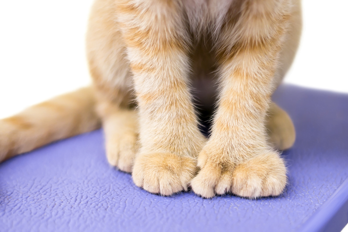 Cate degete are o pisica