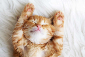 Efectul pisicilor asupra sănătății omului