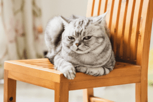 cat de des intra pisicile in calduri