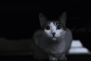 de ce miaună pisica mea noaptea