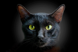 curiozitati despre pisicile negre