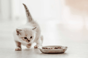 hranirea puilor de pisica