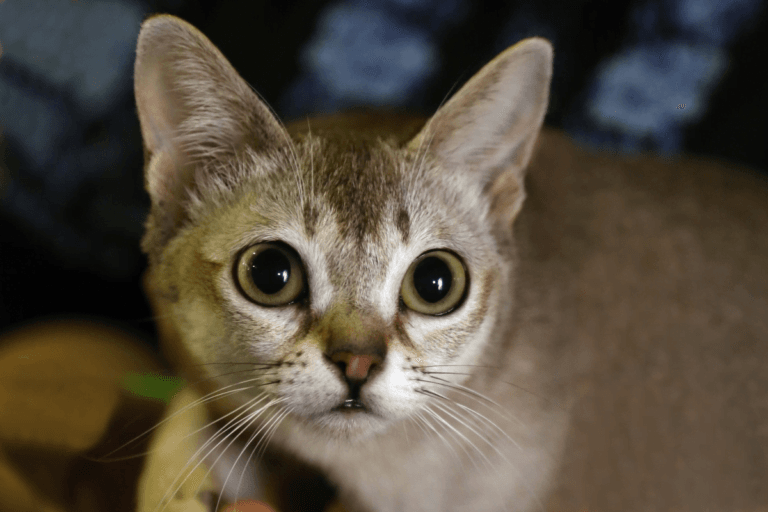 informatii despre pisica singapura