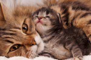 ingrijirea postnatala a puilor de pisica si a mamei pisica