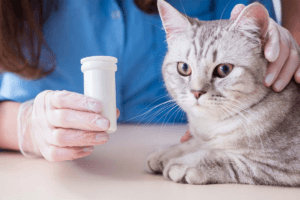 lipidoza hepatica la pisici