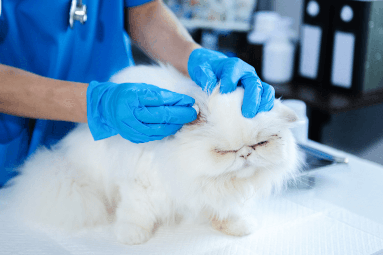 o pisica e la veterinar pe o masa si un doctor femeie ii inspecteaza urechile pentru cancer
