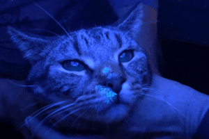 dermatomicoza la pisici