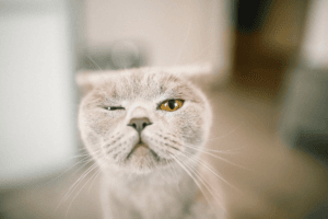 o pisica care trage cu ochiul