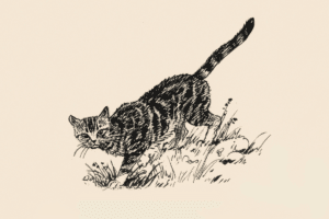 pisicile metis sunt mai mici