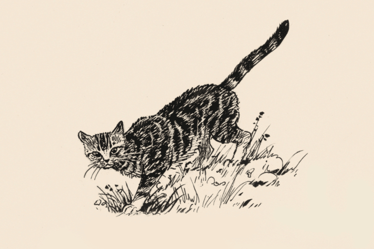 pisicile metis sunt mai mici